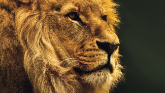 Lion 4k Wallpaper