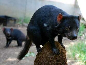 Tasmanian Devil Wallpaper Animals Library