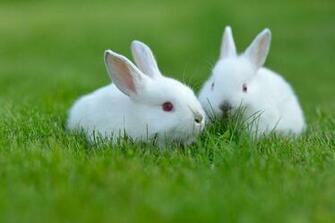 Pics Photos White Rabbit Wallpaper
