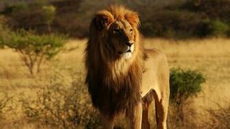 Lion Animal Wallpaper Cool HDwallpaperfun