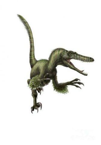 Velociraptor White Background By Yuriy Priymak