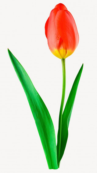 Tulips iPhone Wallpaper Image