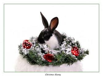 Christmas Bunny Wallpaper