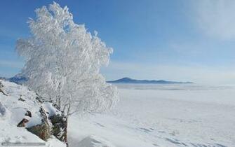 Winter Wallpaper Field Snow Tree Original Zima