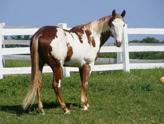 Paint Horse Wallpaper