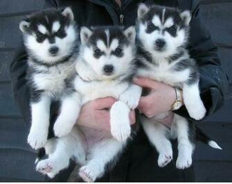 Husky Puppies Wallpaper Cool HD