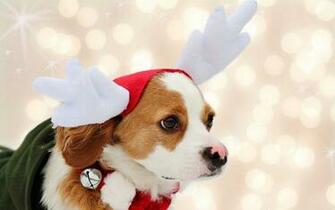 Christmas Dogs Wallpaper Image