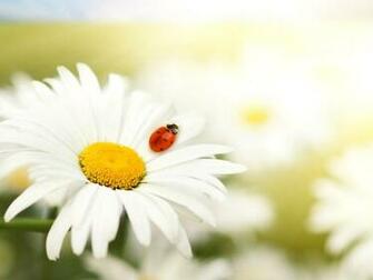 Where Is Wallpaper Daisy HD