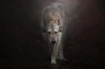 Czechoslovakian Wolfdog HD Wallpaper And Background