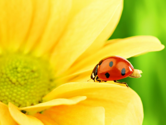 Lady Bug Wallpaper