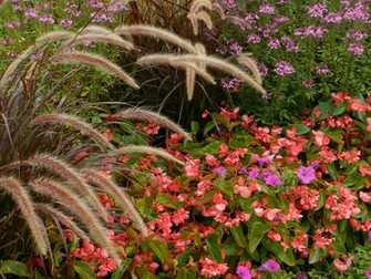 Flowers For Fall Wallpaper