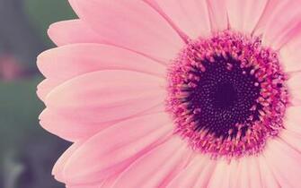 Pink Flowers Wallpaper Windows HD Cool Walldiskpaper