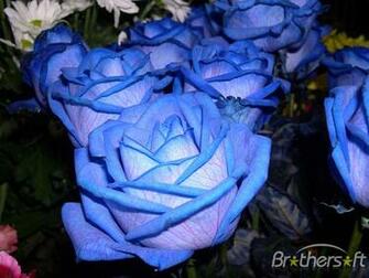 Roses Screensaver