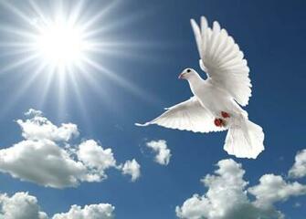 Flying Bird Wallpaper Bitonarnia