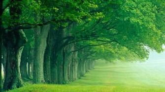 Amazing Tree Line Desktop Wallpaper