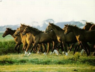 Clydesdale Horses Wallpaper