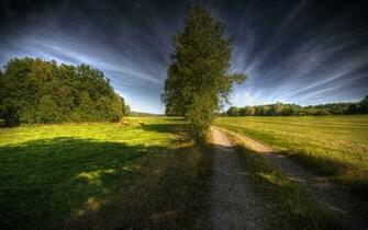 Wallpaper Nature Spring Forest