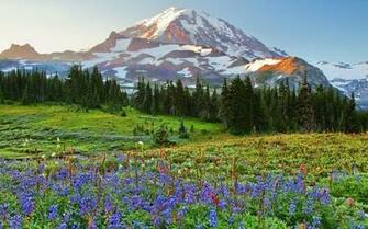 Wildflowers At Sunrise On Mount Rainier Forest Park Beautiful