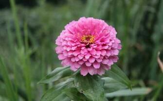 Labels Flowers Pictures Wallpaper Zinnia
