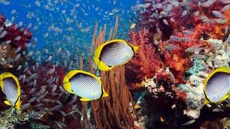 Tropical Fish Wallpaper Sea Life