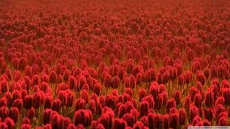 Wallpaper HD Background Screensavers 1920p