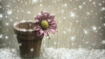Winter Flowers Background