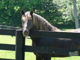 Rocky Mountain Horse Screensaver And Desktop Wallpaper
