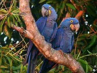 Beautiful Pictures Of Hyacinth Macaw Birds Ing Wallpaper