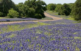Lilac Flowers Trees Road Wallpaper