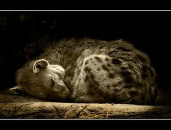 Hyena Animal Wallpaper Image Beasts
