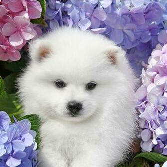 Puppy Wallpaper High Resolution Desktop