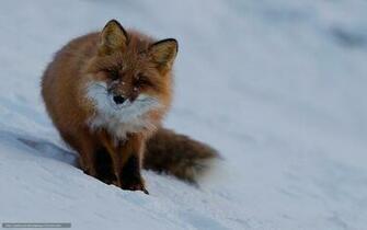 Wallpaper Fox Cute Muzzle Desktop In The