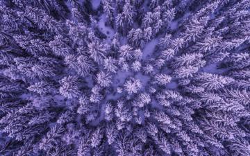 Wallpaper 4k Snowy Forest