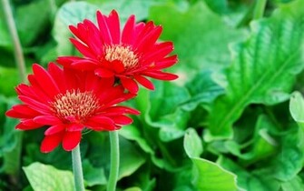 Bright Flower Wallpaper Beautiful Desktop