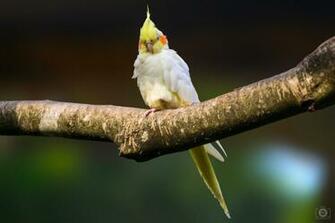 Cockatiel Bird Background High Quality Background