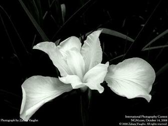 Wallpaper With White Flowers On Black Background Flower Vector