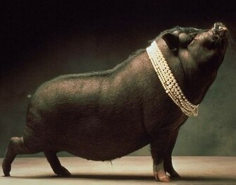 Pig Wallpaper Fun Animals Wiki Videos Pictures Stories