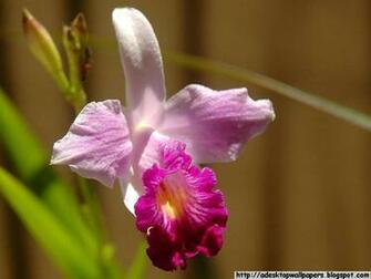 Orchid Flower Desktop Wallpaper Pc
