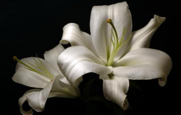 Wallpaper Flowers Background White Lilly Image For Desktop