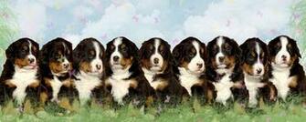 Berner Related Keywords Suggestions Long Tail