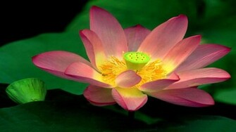 Beautiful Wallpaper Lotus HD