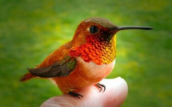 Weighing Less Than Two Grams The Smallest Hummingbird Is