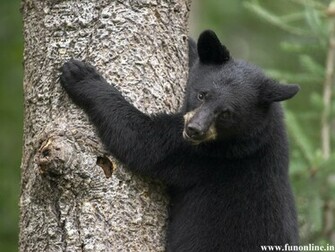 Black Bear Wallpaper American Bears HD