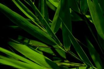 Bamboo Leaf Wallpaper
