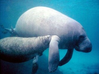 Manatee Wallpaper Background