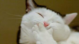Lol Cat Wallpaper