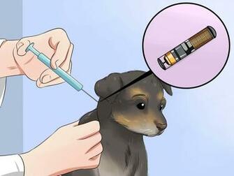Take Care Of A Chorkie Puppy With Pictures Wikihow