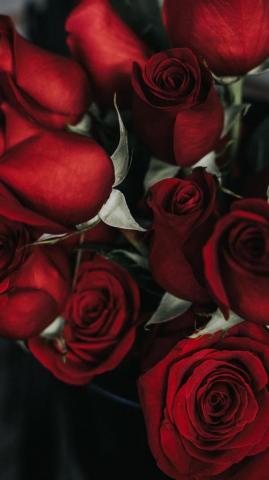 Best Rose iPhone HD Wallpaper