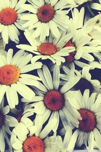 Pretty Wallpaper For iPhone