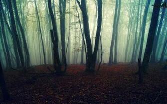Autumn Wallpaper Foggy Forest HD